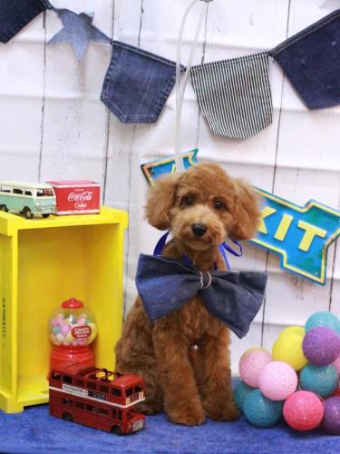 20230423さくらちゃん